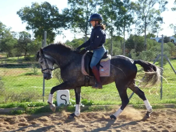 Ela (Andalusian Horse)