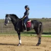 Ela (Andalusian Horse)