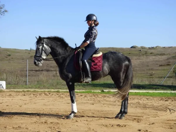 Ela (Andalusian Horse)