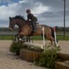 George (Belgian Warmblood)