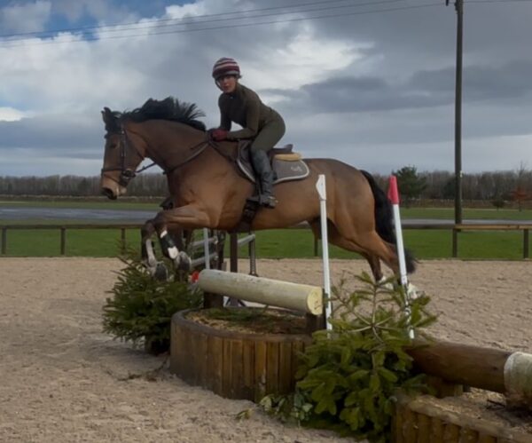 George (Belgian Warmblood)