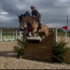George (Belgian Warmblood)