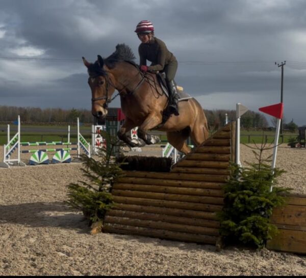 George (Belgian Warmblood)
