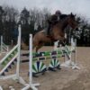 George (Belgian Warmblood)