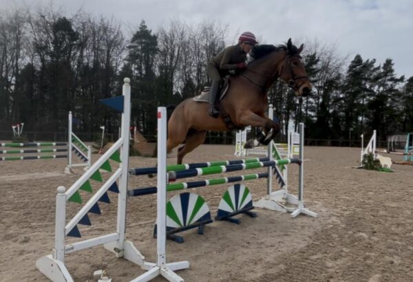 George (Belgian Warmblood)