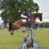George (Belgian Warmblood)