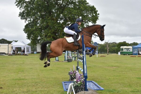 George (Belgian Warmblood)