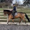 George (Belgian Warmblood)