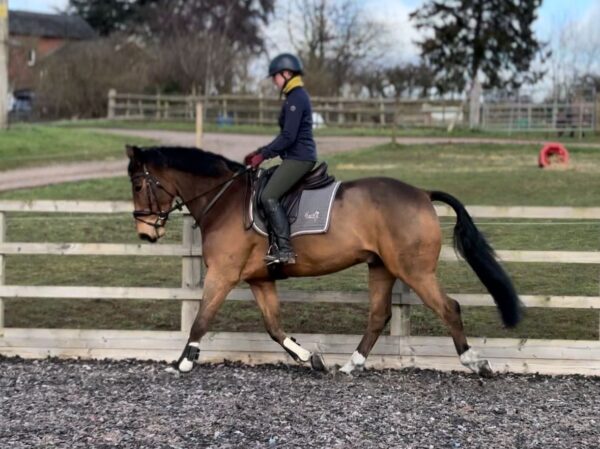 George (Belgian Warmblood)