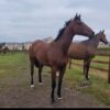 Charlie (Thoroughbred Horse)