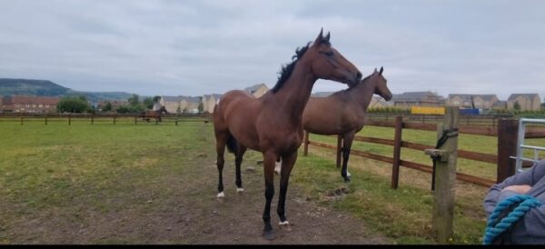 Charlie (Thoroughbred Horse)