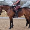 Charlie (Thoroughbred Horse)