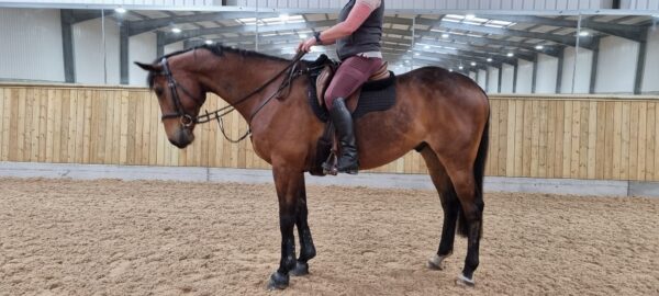 Charlie (Thoroughbred Horse)
