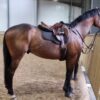 Charlie (Thoroughbred Horse)
