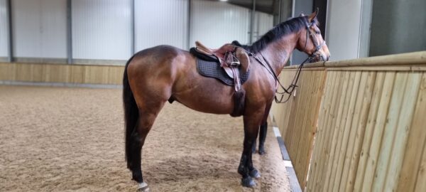 Charlie (Thoroughbred Horse)
