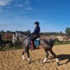 Ela (Andalusian Horse)