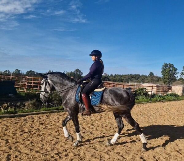 Ela (Andalusian Horse)
