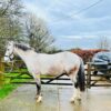 Maddie  (Appaloosa Horse)