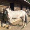 Maddie  (Appaloosa Horse)