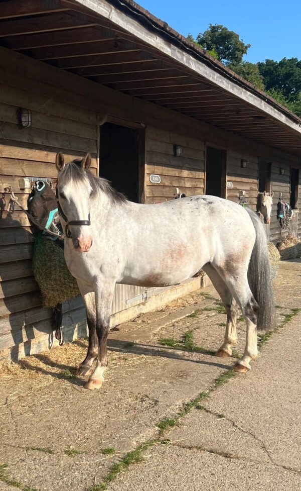 Maddie  (Appaloosa Horse)