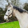 Maddie  (Appaloosa Horse)