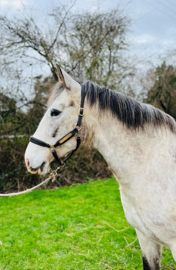 Maddie  (Appaloosa Horse)