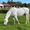 Belly (British Warmblood Horse)