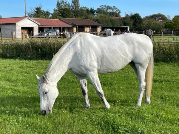 Belly (British Warmblood Horse)