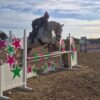 Belly (British Warmblood Horse)