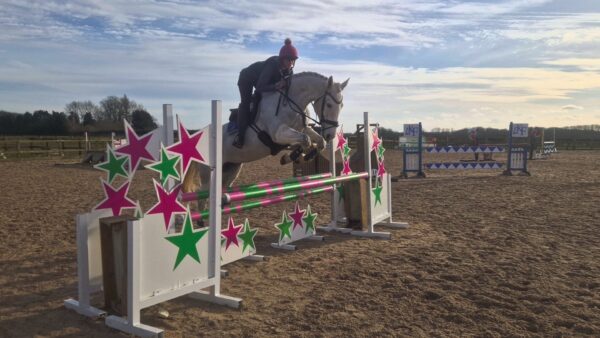 Belly (British Warmblood Horse)