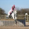 Belly (British Warmblood Horse)
