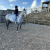 Purdie ((British Warmblood Horse)