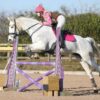 Belly (British Warmblood Horse)