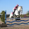 Belly (British Warmblood Horse)