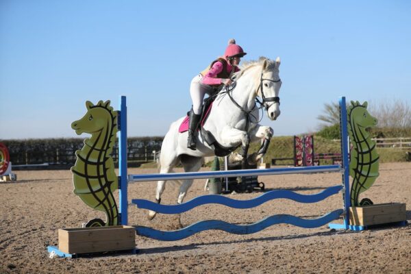 Belly (British Warmblood Horse)