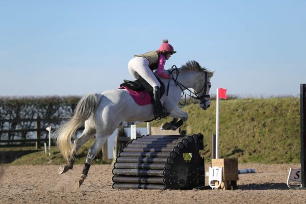 Belly (British Warmblood Horse)