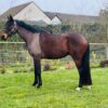 Flashy (Thoroughbred Horse)