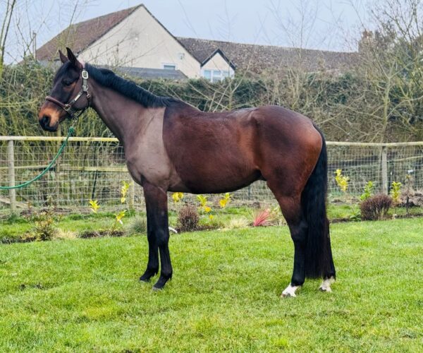 Flashy (Thoroughbred Horse)