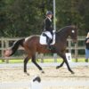 Flashy (Thoroughbred Horse)