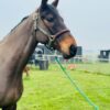 Flashy (Thoroughbred Horse)