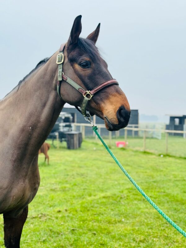 Flashy (Thoroughbred Horse)