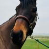 Flashy (Thoroughbred Horse)