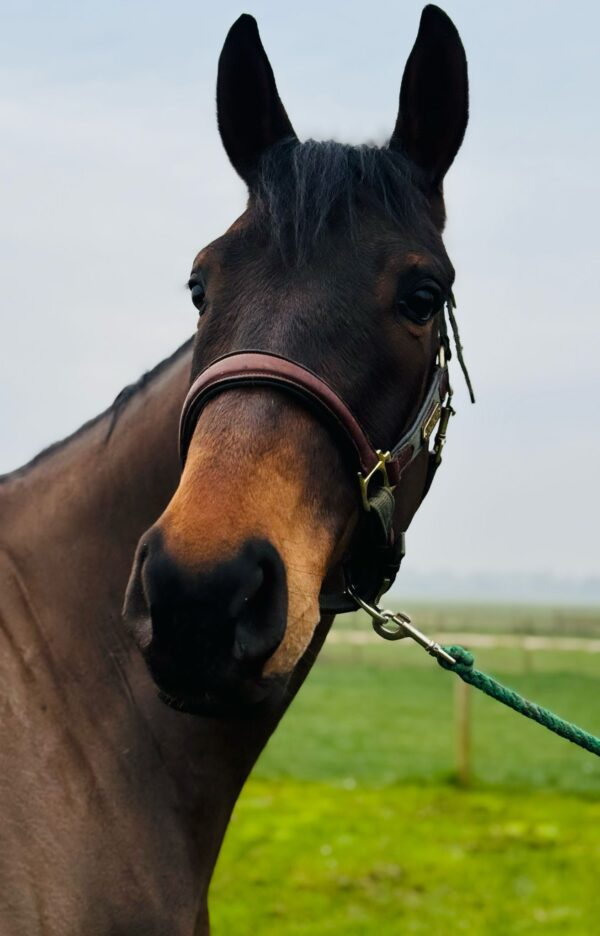 Flashy (Thoroughbred Horse)