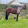 Flashy (Thoroughbred Horse)