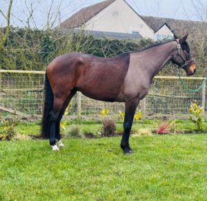 Flashy (Thoroughbred Horse)