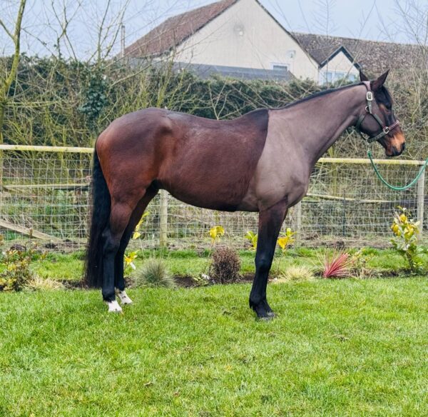 Flashy (Thoroughbred Horse)